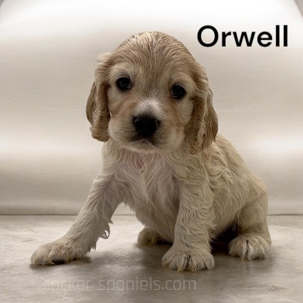 puppy, for, sale, Cocker Spaniel, Joe & Cherri  Overlease, dog, breeder, Miller, MO, dog-breeder, puppy-for-sale, forsale, nearby, find, puppyfind, locator, puppylocator, aca